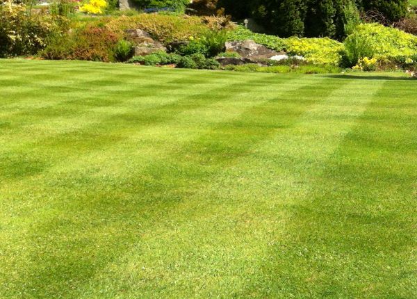Cost of Commercial Grass Cutting in Yakima