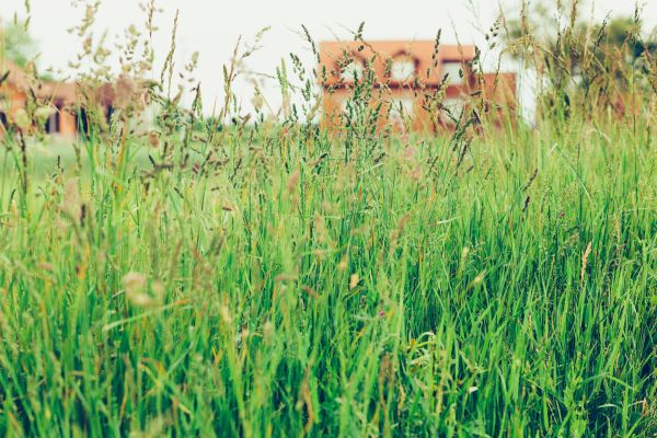 Cost of Tall Grass Cutting in Yakima
