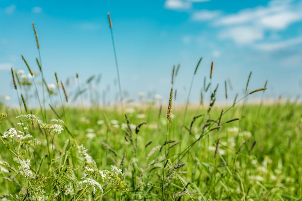 Cost of High Grass Trimming in Yakima
